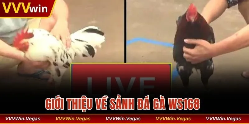 Tổng quan về sảnh đá gà WS168